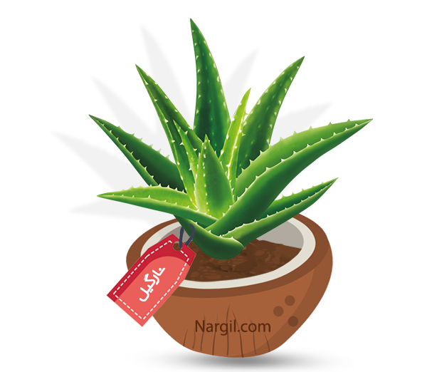  Nargil - Aloe Vera